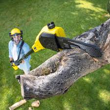 Best Tree Health Inspection  in Columbus Grove, OH